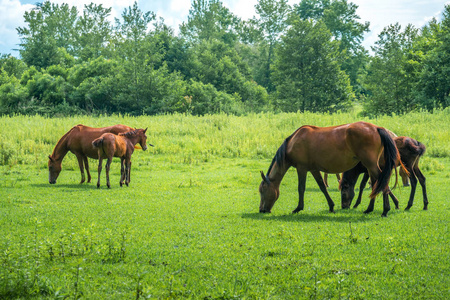 棕色的马在牧场上放牧绿色草药