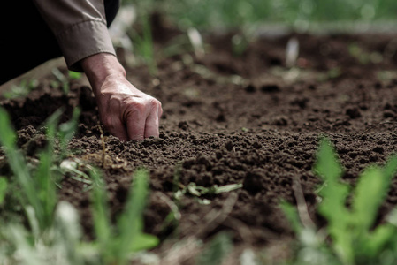一位老人在花园里种植的种子照片
