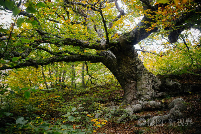 在森林里的老树