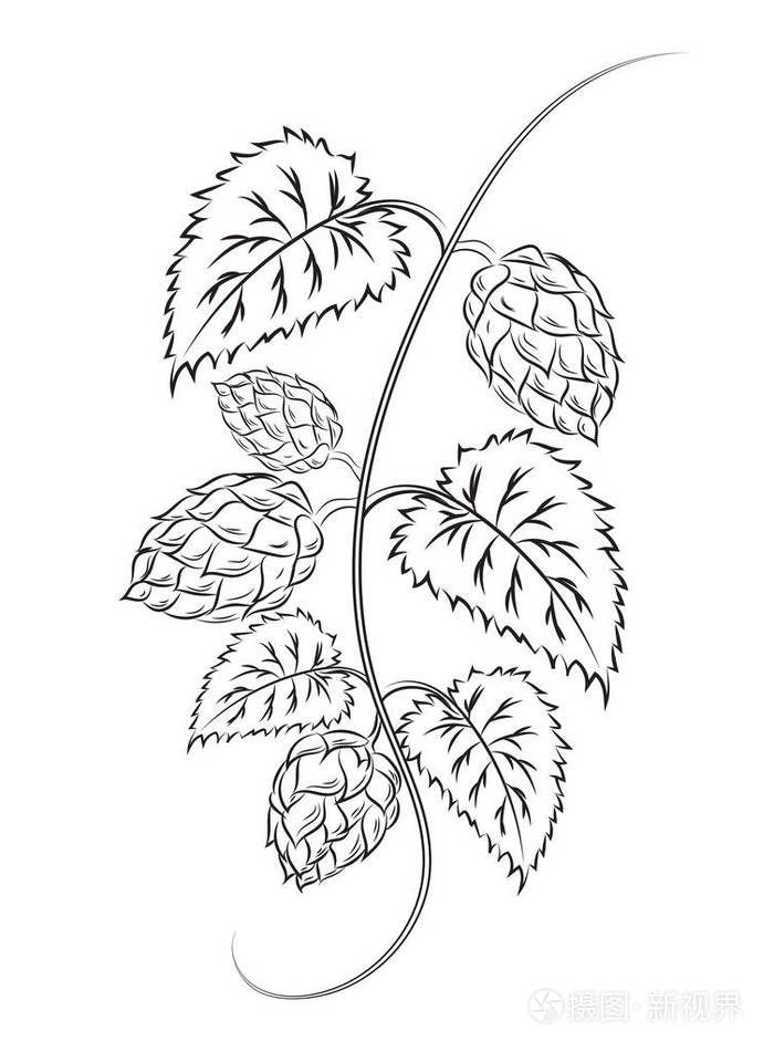 啤酒花分离没有阴影的白色背景上的分支