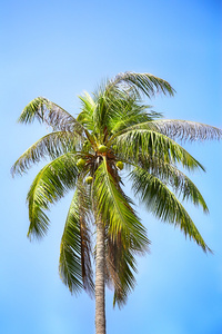 椰子树，椰树