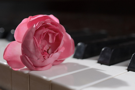 钢琴琴键上的粉红色玫瑰花