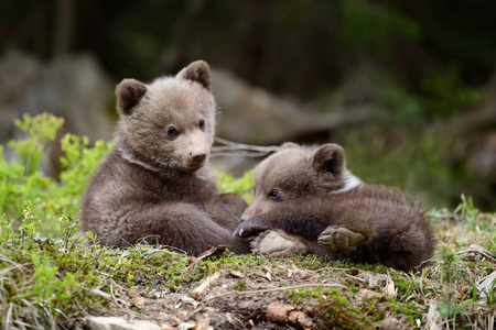 春天的小熊挪威的森林图片