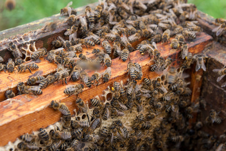 蜜蜂窝图片大全