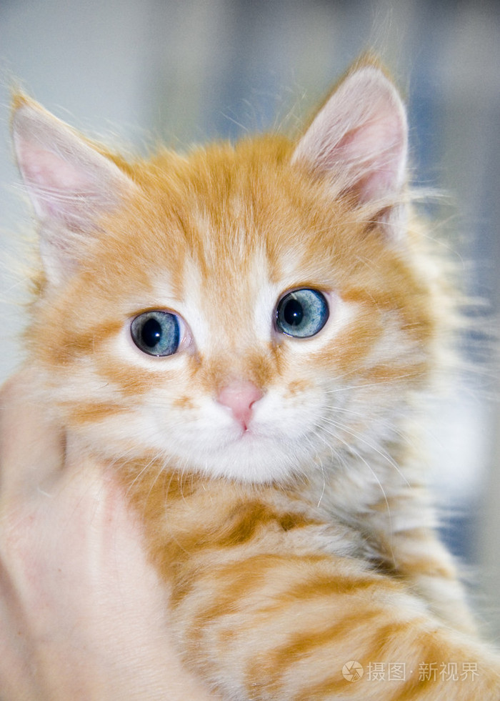 可爱的橙色小猫蓝眼睛