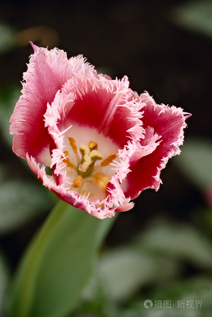 郁金香tulip的名词复数