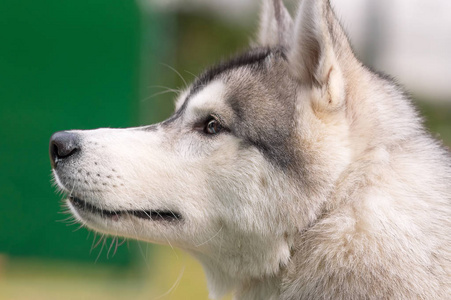 西伯利亚雪橇犬特写图片