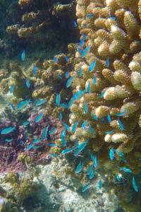 蓝色的鱼在佛罗伦萨礁湖群。法属波利尼西亚