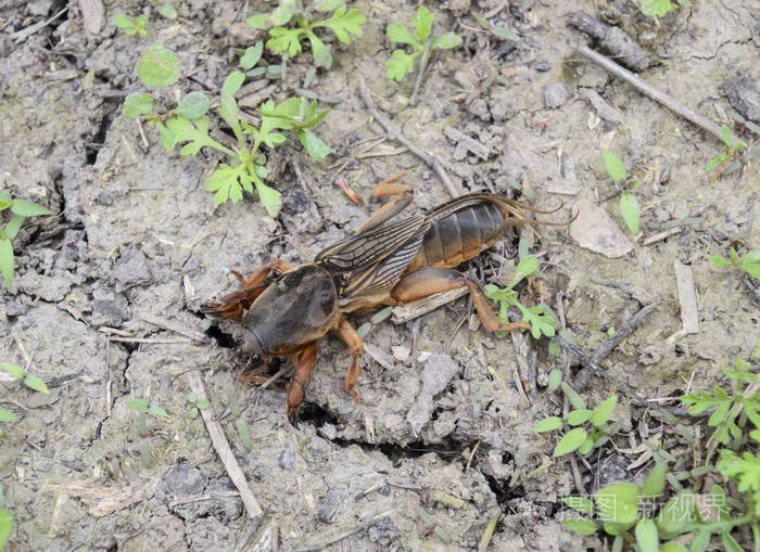 一个大蝼蛄蝼蛄在地上蝼蛄蝼蛄试图挖一个洞穴