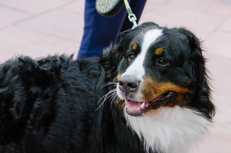 Bernese 山狗在公园里散步