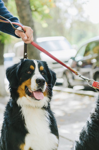 Bernese 山狗在公园里散步