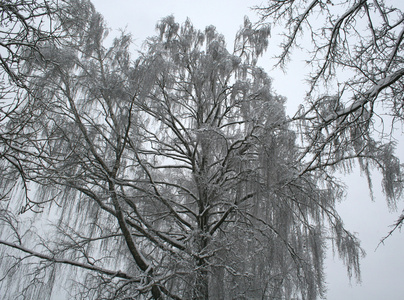 有桦树的神秘冬景图片