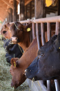 棕色和黑色的安格斯牛放牧在谷仓的干草