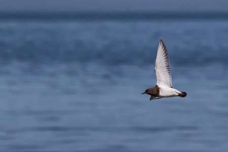 野生黑翻石鹬 蚤 melanocephala 在海岸线上飞行。加拿大温哥华岛拍摄的照片