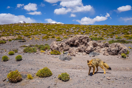 高原沙漠，sud 利佩斯珍藏，玻利维亚的赤狐