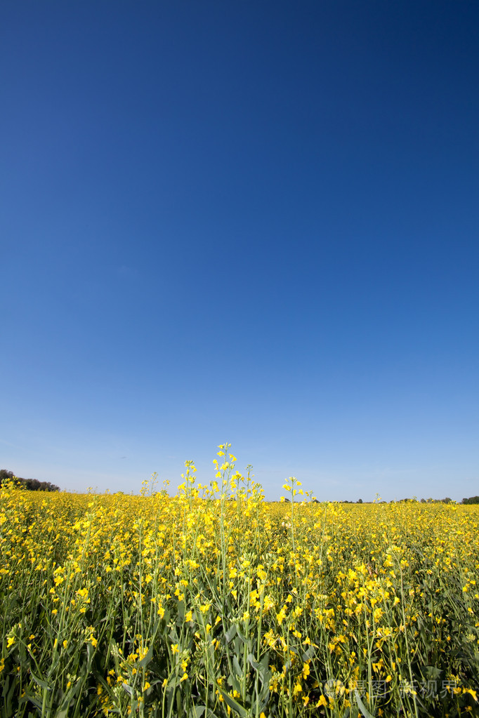 绿色的原野和蓝蓝的天空