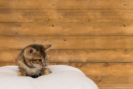小猫坐在椅子上，远看木墙上，题词的地方