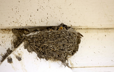 宝宝的燕子图片