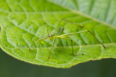 图像的绿色蚱蜢 小绿叶螽斯,orthelimae照片