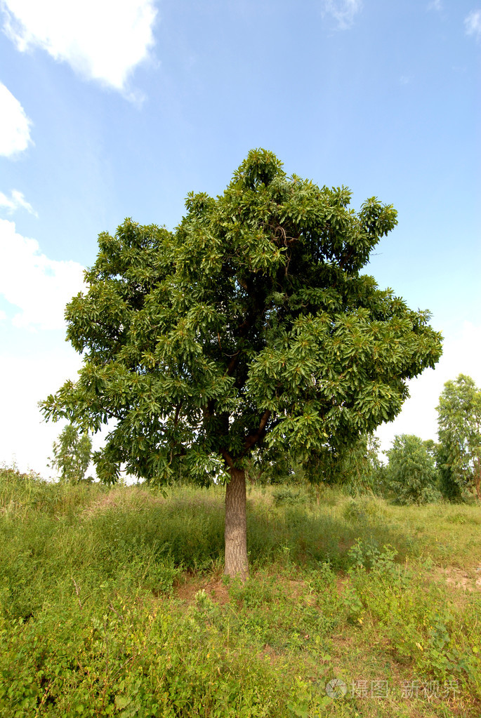 karitè tree