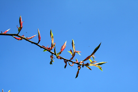 光荣的花蕾图片