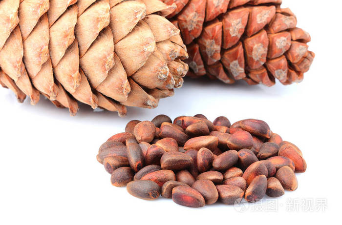 雪松的球果孤立的坚果