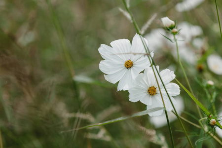 白色漂亮的野花