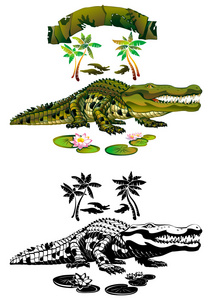 鳄鱼 鳄鱼皮革 鳄类动物图片