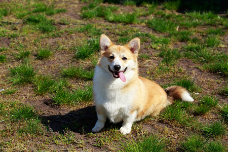 彭布罗克威尔士柯基犬图片