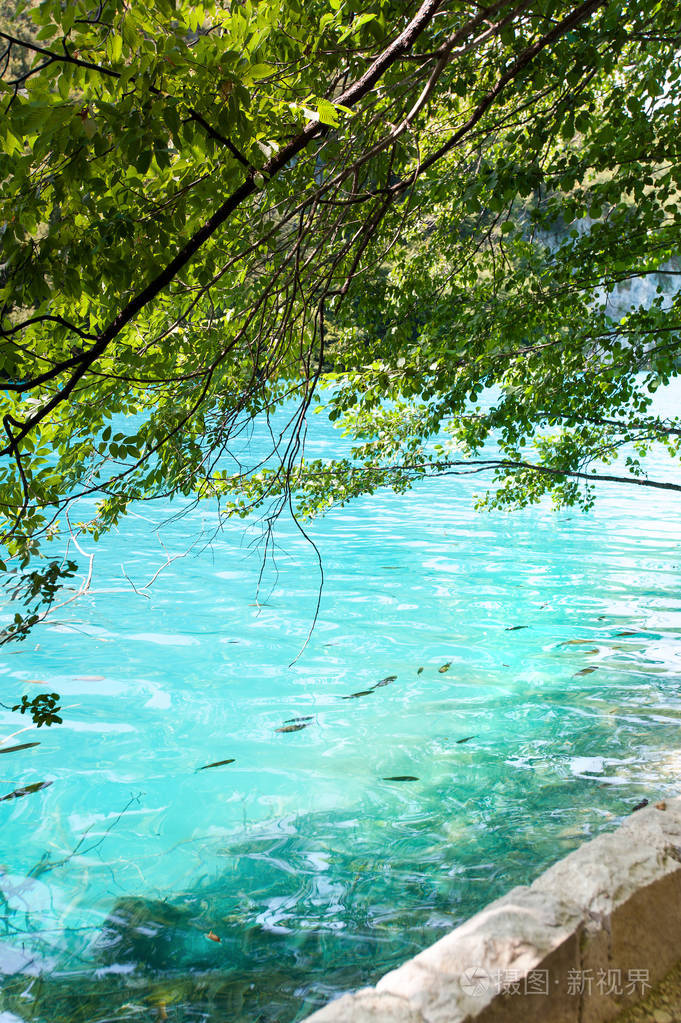 清澈的水鱼在克罗地亚的壮观景色