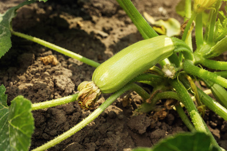 夏季生长在菜园里。生物西葫芦布什。在蔬菜园艺种植西葫芦。简单的日益西葫芦 成熟西葫芦在花园里