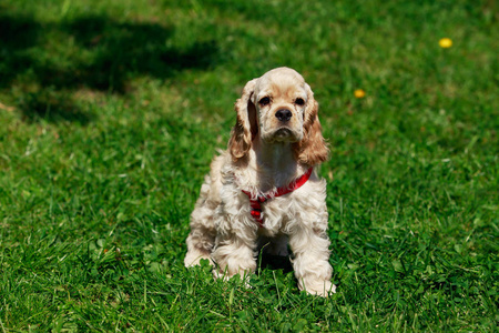 小狗美国可卡犬