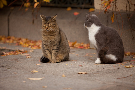 街上的猫和猫