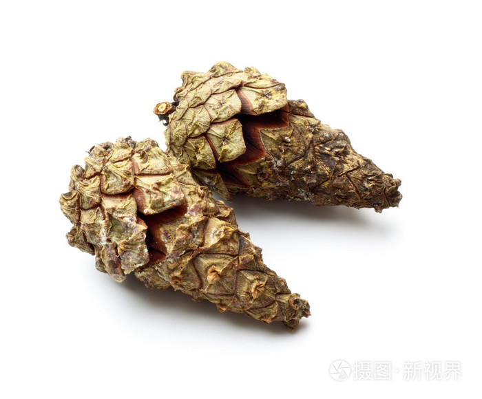 松果pinecone的复数