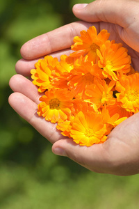 橘黄色的万寿菊鲜花在人类手中。草药治疗。拨弦的金盏花花瓣
