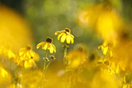 阔叶圆锥花RudbeckiaLaciniata