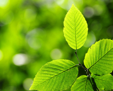 树叶，花瓣 leaf的复数 页 leaf的名词复数  叶子 有状叶的 金属薄片