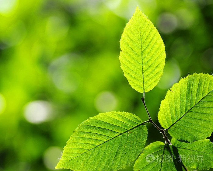 树叶花瓣leaf的复数页leaf的名词复数叶子有状叶的金属薄片