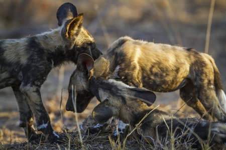 非洲野狗在南非克鲁格国家公园图片