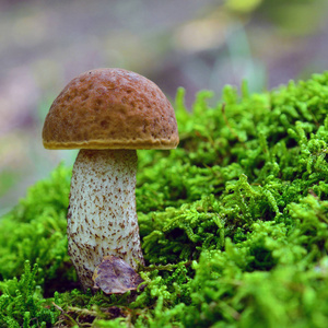 Hemileccinum depilatum 蘑菇