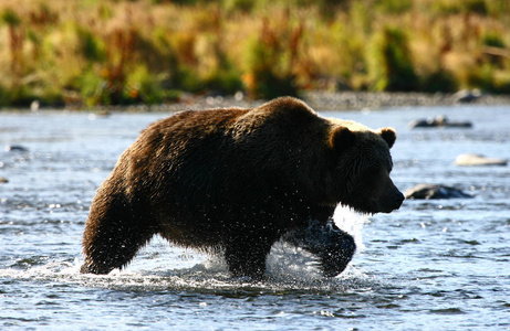 科迪亚克棕熊捕鱼
