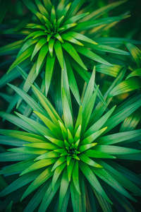 绿色的花朵。抽象的几何背景，色彩和纹理
