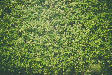 绿叶的背景墙上，在墙上，复古色调的植物