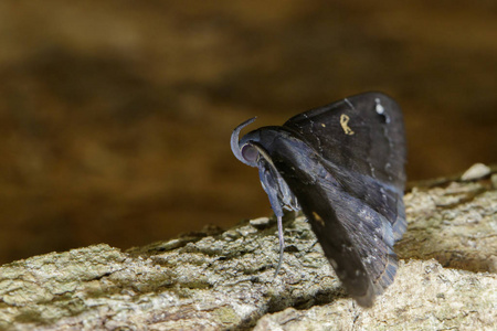 野生女贞路树上的黑色 butterfly(moth) 的图像.昆虫.动物照片