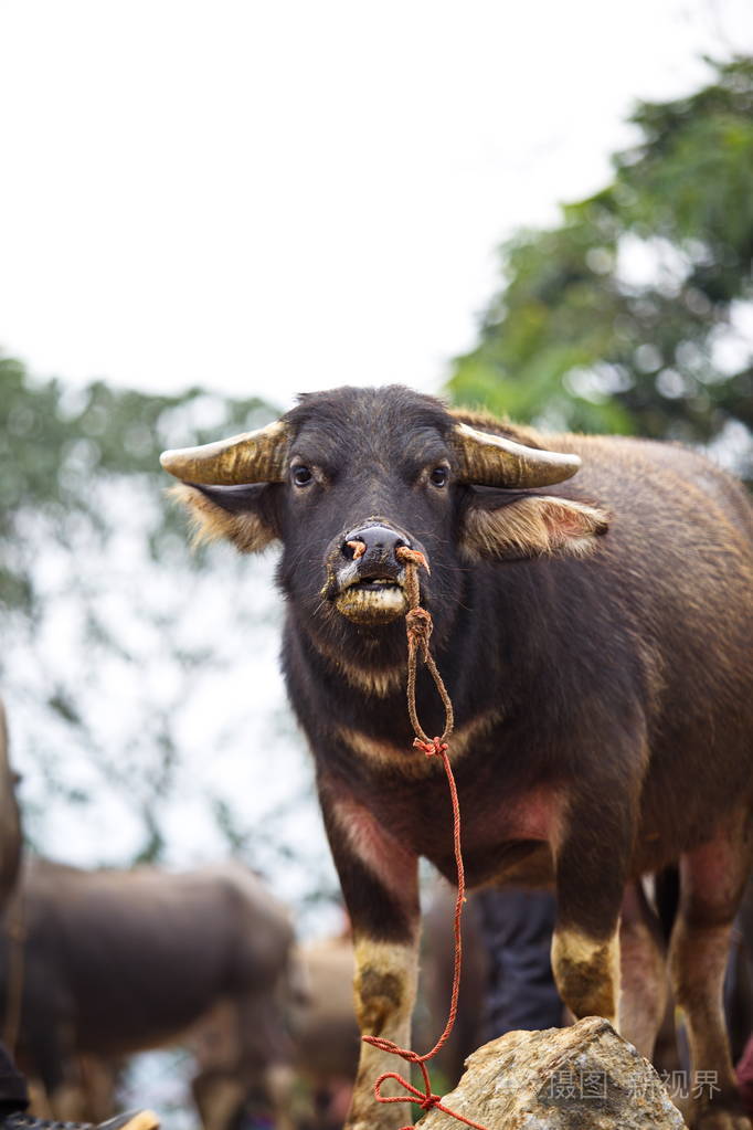 水牛城市场越南