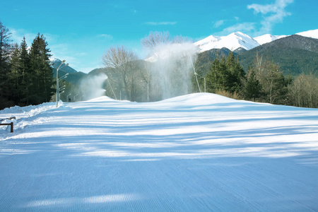 碧绿的松树和白雪山顶的背后