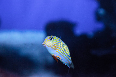 条纹刺尾鱼 Acanthurus lineatus