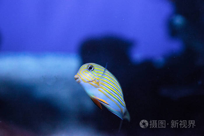 条纹刺尾鱼acanthuruslineatus