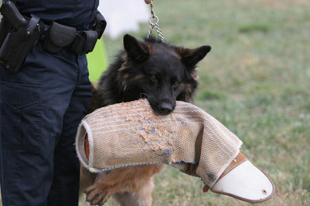 警犬犬图片