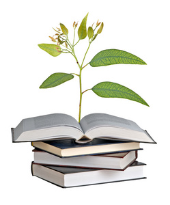 一棵树从开放的书中生长出来